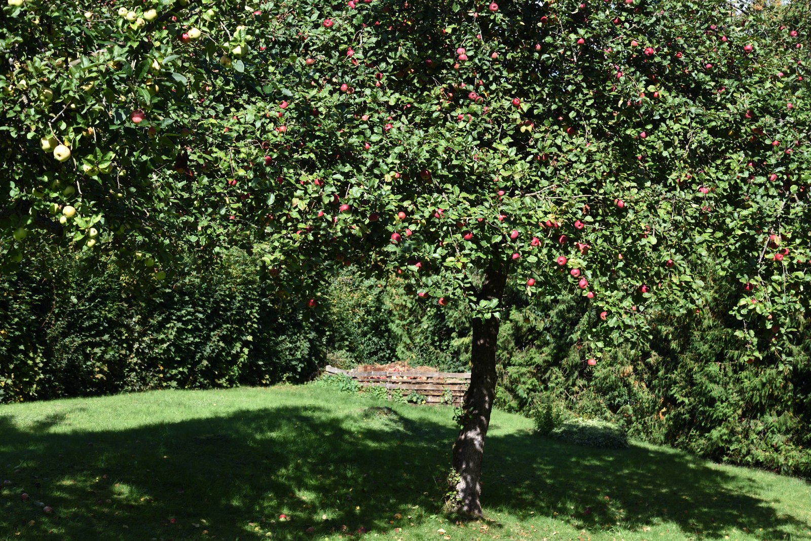 Apfelbaum schneiden Obstbaumschnitt Baumpflege Unna